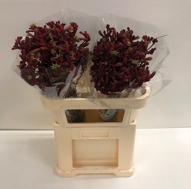 Anigozanthos early spring.jpg